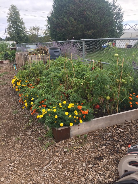 Garden Before Cleanup