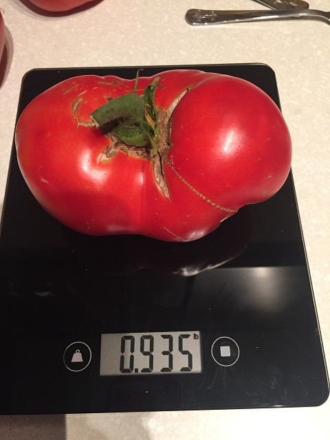Garden Tomato