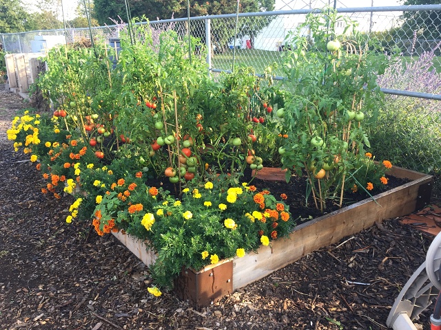 GardenAfterCleanup